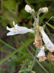 Penstemon pallidus, photograph (c) Ethan Rose, some rights reserved (CC BY)