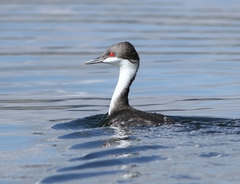 Podiceps taczanowskii