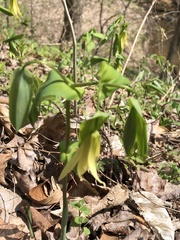 Uvularia