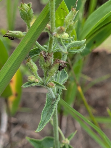Penstemon pallidus, photograph 3