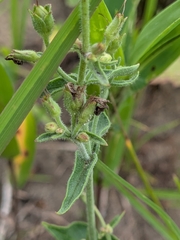Penstemon pallidus, photograph (c) Ethan Rose, some rights reserved (CC BY)