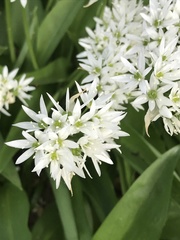 Allium ursinum