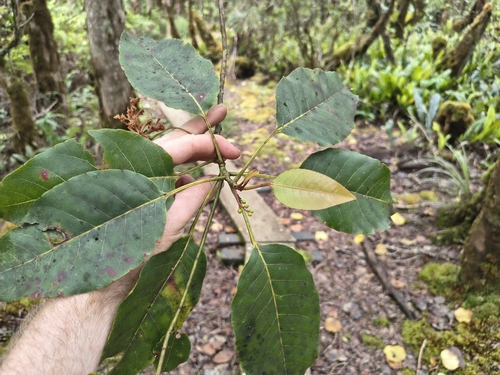 Elaeocarpus bifidus observed 2026-06-28