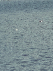 American Herring Gull