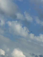 American Herring Gull