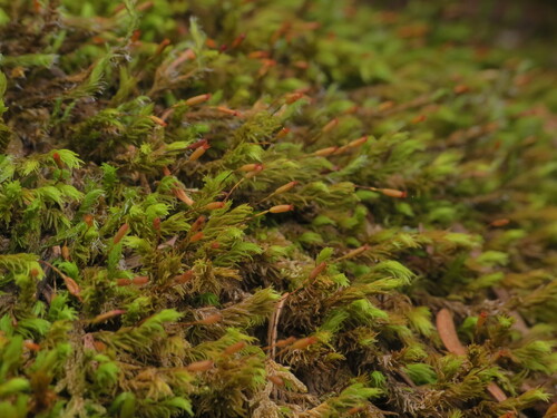 Frisvollia varia observed 2026-05-31