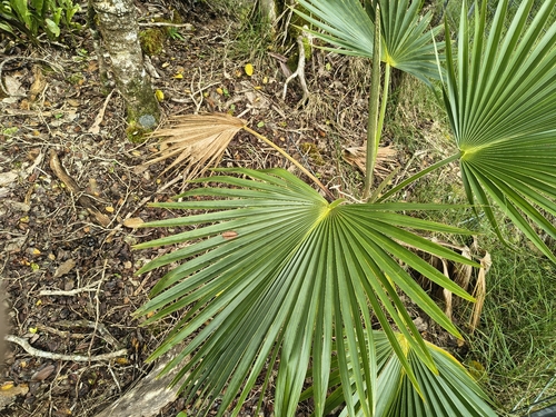 Pritchardia minor observed 2026-06-28