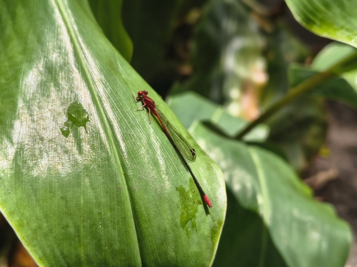 Megalagrion oresitrophum observed 2026-06-28