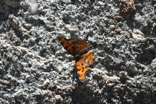 iNaturalist observation photo of Hoary Comma