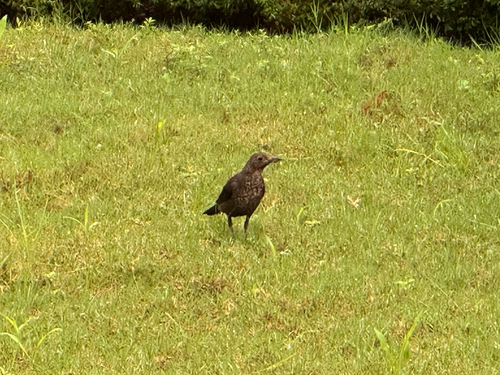 Chinese Blackbird