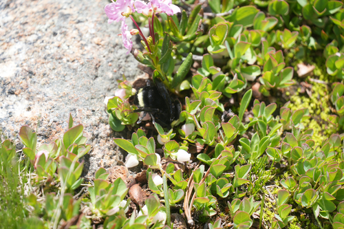iNaturalist observation photo of Yellow-faced Bumble Bee