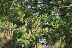 Salix