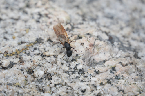 iNaturalist observation photo of Western Black Carpenter Ant