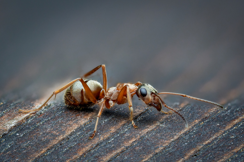 Pacific Field Ant