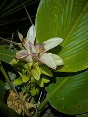 Curcuma australasica