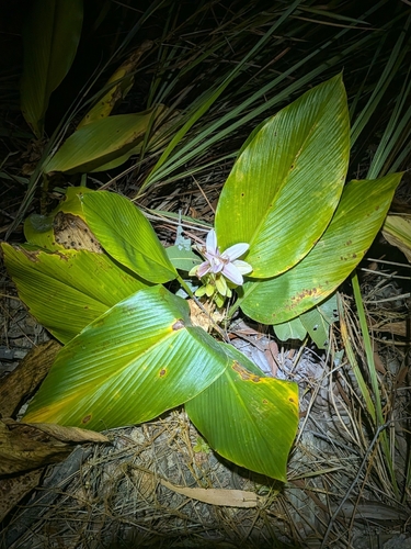 Curcuma australasica, photograph 2