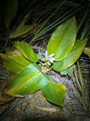 Curcuma australasica, photograph (c) Matt B, some rights reserved (CC BY)