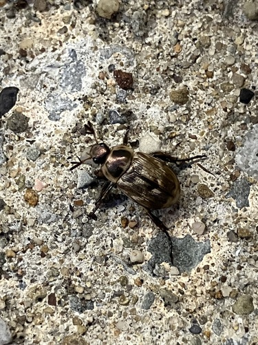 Oriental beetle