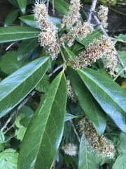 Prunus laurocerasus