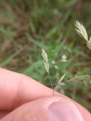 Festuca versuta