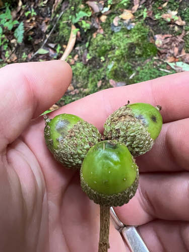 Quercus insignis - Young acorns, showing the distinctive giant cupule