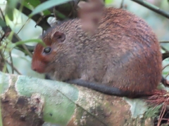 Long-Tailed Armored Tree-Rat photo 2