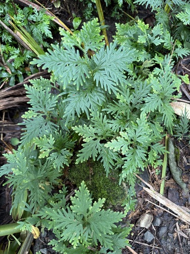 Selaginella plana, photograph 1