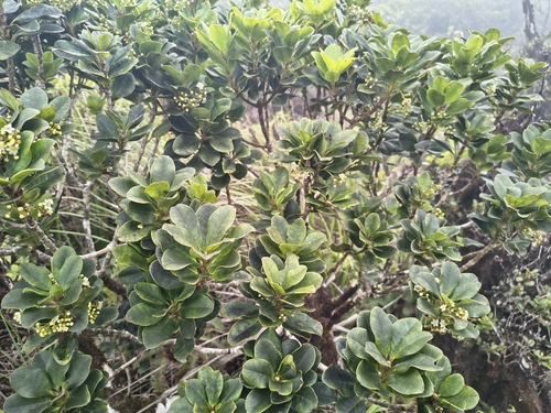 Ilex anomala observed 2026-06-28