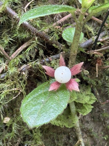 Columnea ambigua