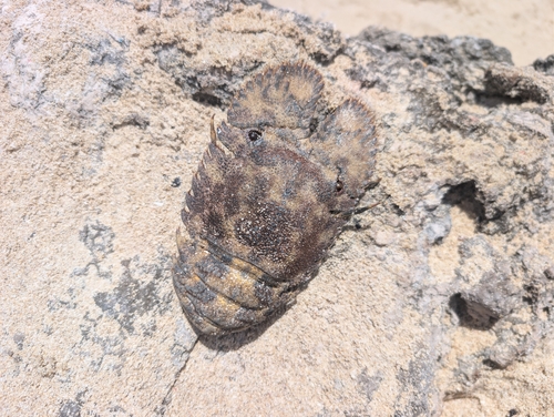 Parribacus antarcticus, 2026-06-28