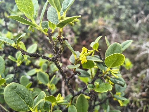 Wikstroemia oahuensis observed 2026-06-28
