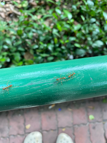 Asian Weaver Ant