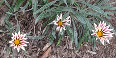 Gazania × splendens