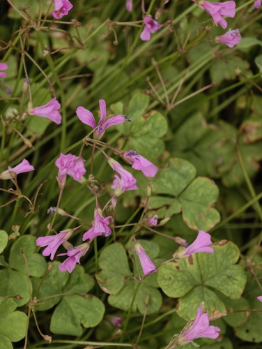 pink-sorrel
