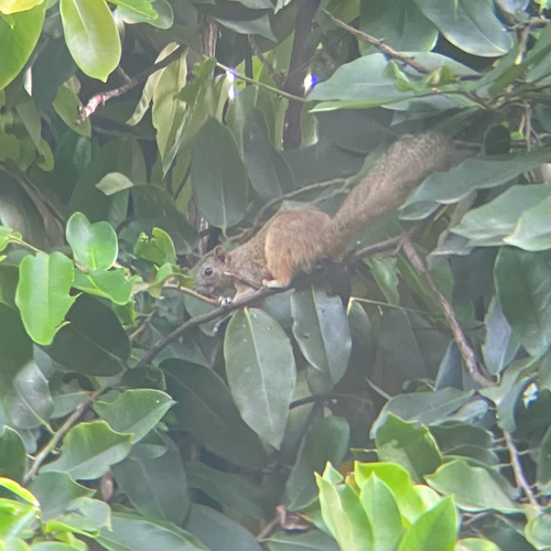 Pallas' Squirrel