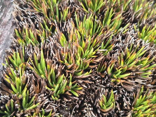 Oreobolus furcatus observed 2026-06-28