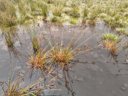 Juncus planifolius observed 2026-06-28