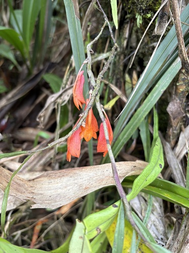 Dendrobium habbemense observed 2026-03-27