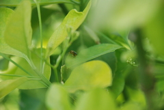 Xanthogaleruca luteola