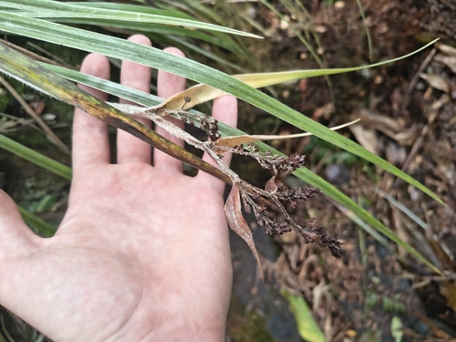 Astelia argyrocoma observed 2026-06-28