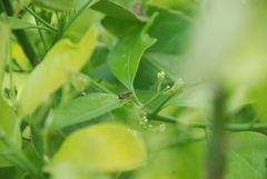 Xanthogaleruca luteola