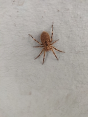 Zoropsis spinimana