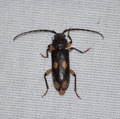 Tylonotus bimaculatus