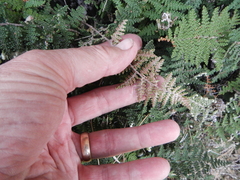 Myriopteris covillei