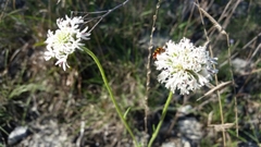 Marshallia caespitosa