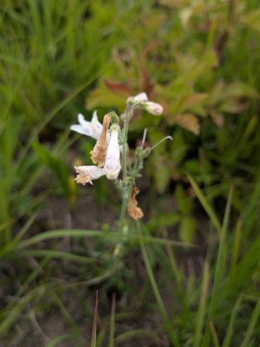 Penstemon pallidus, photograph 4