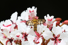 Amata grotei
