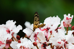 Amata grotei