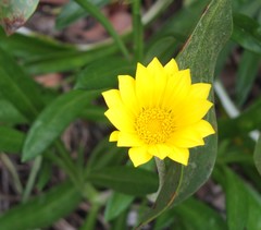 Gazania × splendens