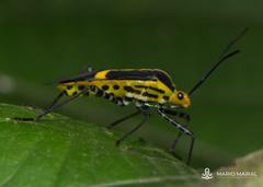 Hypselonotus linea